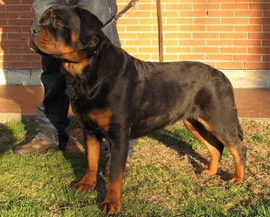 Emy Roccia Nera