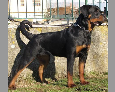 Ghiven Roccia Nera