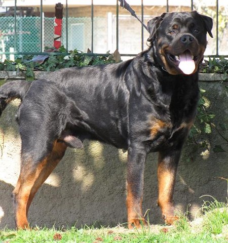Odo _Roccia Nera