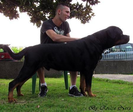 Artur Roccia Nera