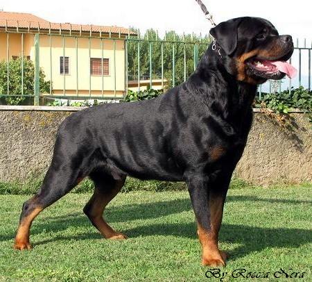 Artur Roccia Nera
