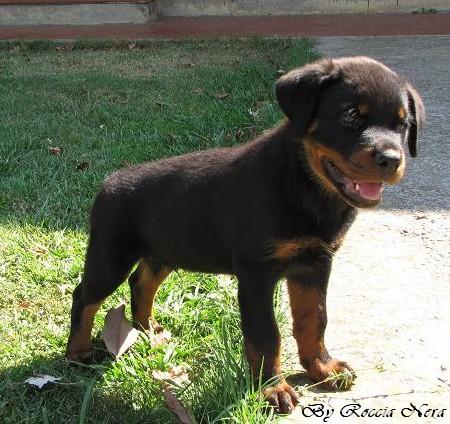 Foto a 50 gUZEUS Roccia Nera