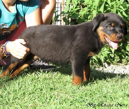 Foto a 50 gUZEUS Roccia Nera