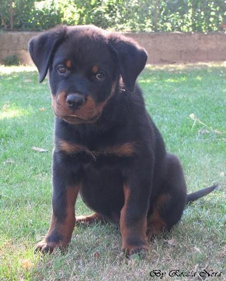 Foto a 50 gUZEUS Roccia Nera