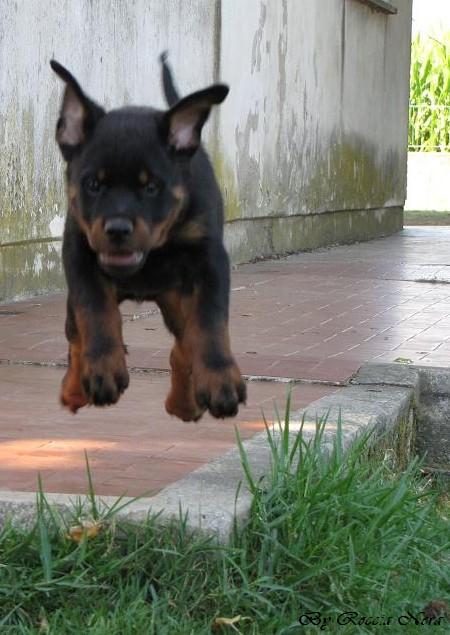 Foto a 50 gUZEUS Roccia Nera