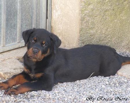 Foto a 50 gUZEUS Roccia Nera