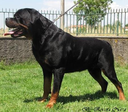 Artur Roccia Nera
