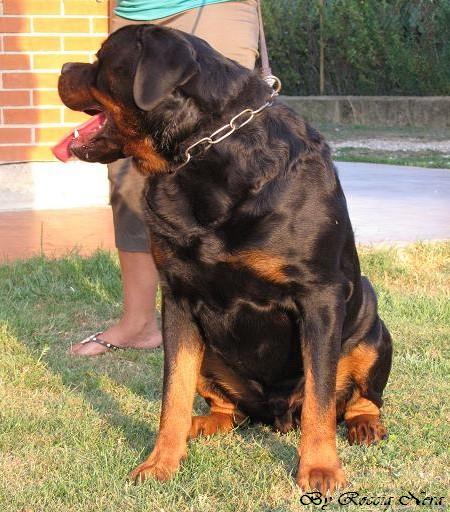 Artur Roccia Nera