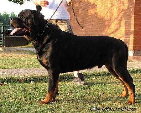 Artur Roccia Nera
