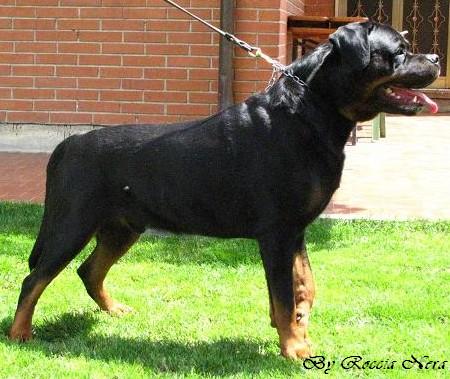 Artur Roccia Nera
