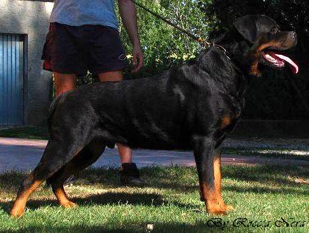 Artur Roccia Nera