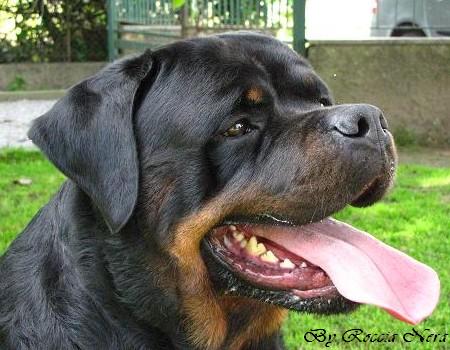 Artur Roccia Nera