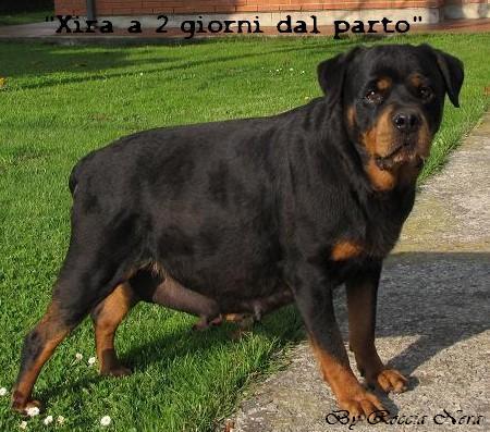Cuccioli Leo x Xira