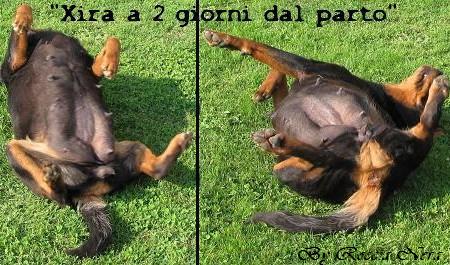 Cuccioli Leo x Xira