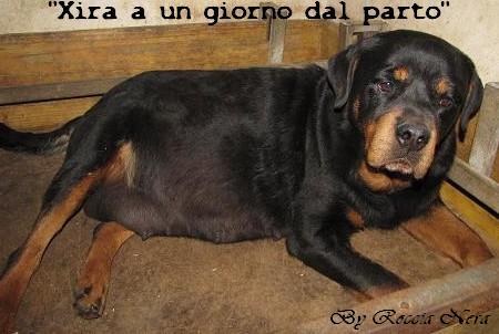 Cuccioli Leo x Xira