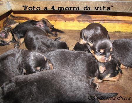 Cuccioli Leo x Xira