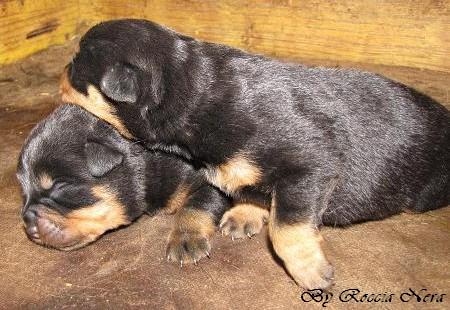 Cuccioli Leo x Xira