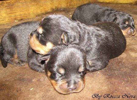Cuccioli Leo x Xira