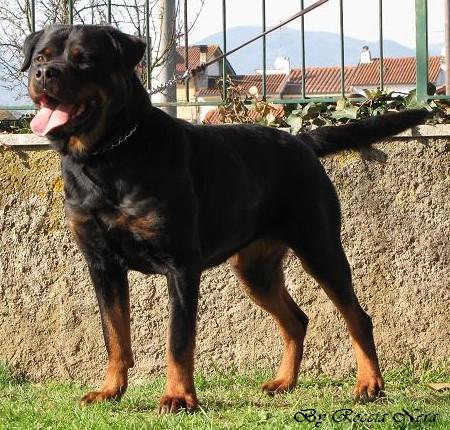 Divina Roccia Nera
