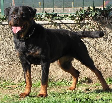 Divina Roccia Nera