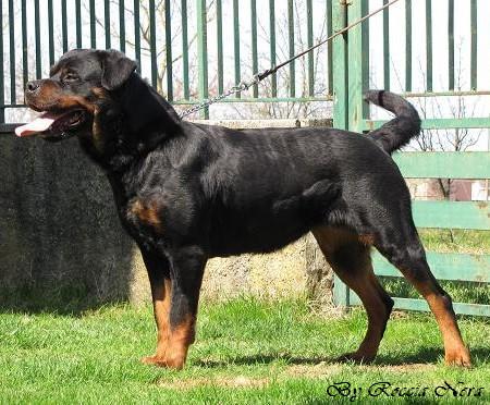 Divina Roccia Nera