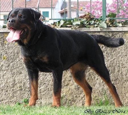 Divina Roccia Nera