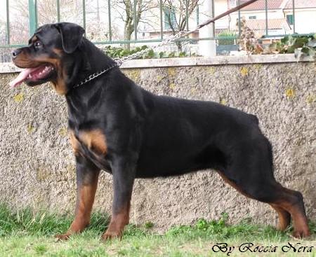 Gertrud Roccia Nera