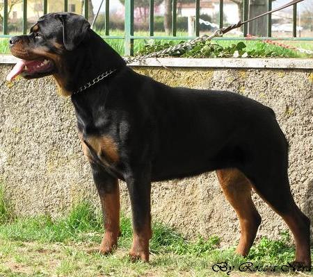 Gertrud Roccia Nera