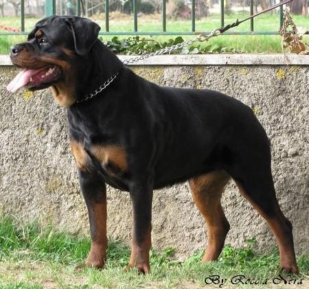 Gertrud Roccia Nera