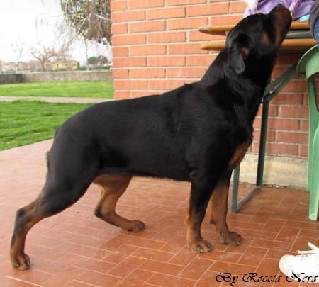 Gertrud Roccia Nera