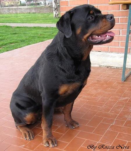 Gertrud Roccia Nera