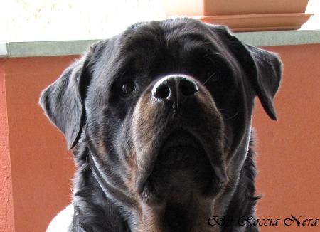 Odo _Roccia Nera