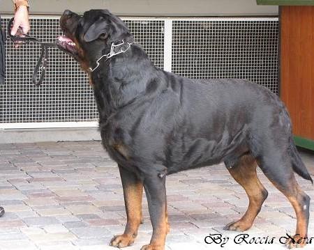 Odo _Roccia Nera