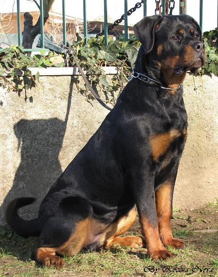 Ghiven Roccia Nera