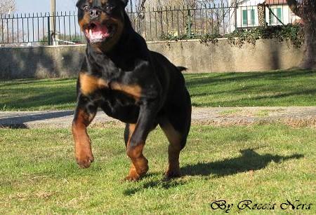 Ghiven Roccia Nera