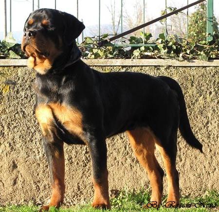 Nerone Roccia Nera
