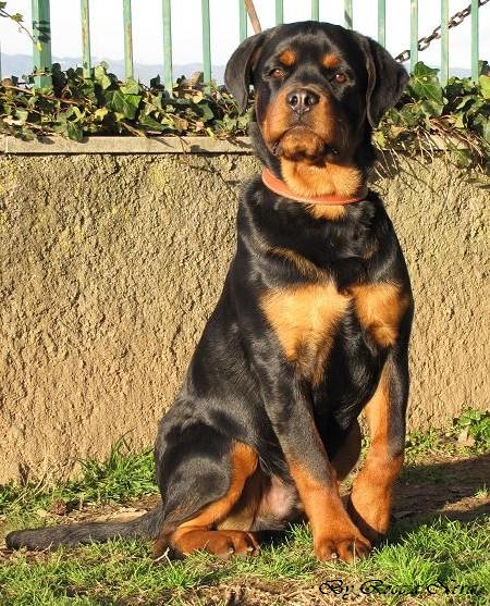 Nerone Roccia Nera
