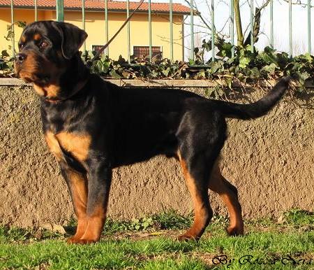 Nerone Roccia Nera