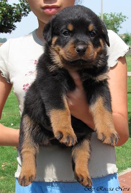 cuccioli Leo x Xira