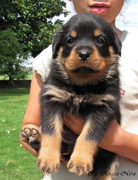 cuccioli Leo x Xira