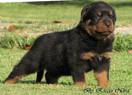 cuccioli Leo x Xira