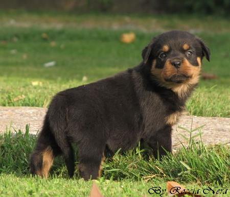 cuccioli Leo x Xira