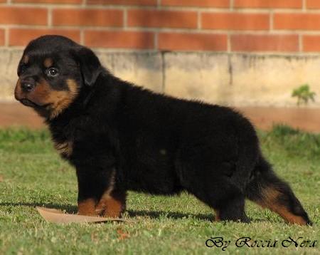 Cuccioli Leo x Xira