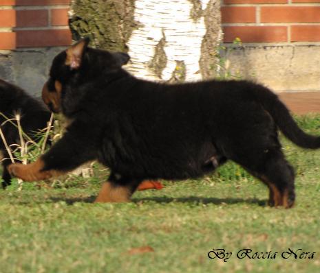 Cuccioli Leo x Xira