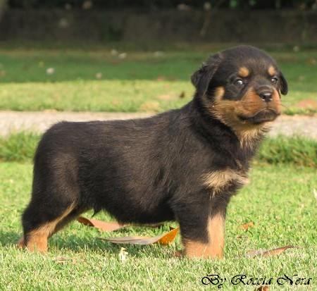Cuccioli Leo x Xira