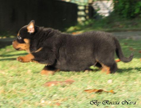 Cuccioli Leo x Xira