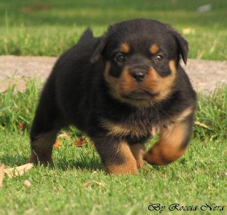 Cuccioli Leo x Xira