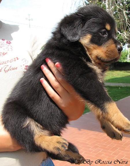 cuccioli Leo x Xira