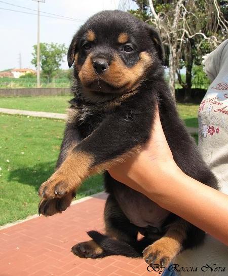 cuccioli Leo x Xira