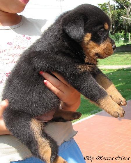 cuccioli Leo x Xira